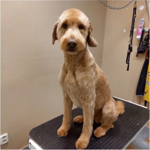 Fotogalerie Soňa - Psí salon Merlin