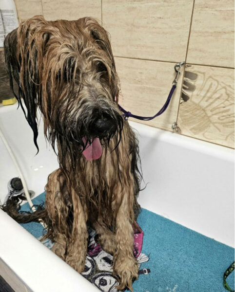 Fotogalerie Věra - Psí salon Merlin