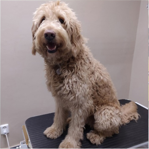 Fotogalerie Soňa - Psí salon Merlin