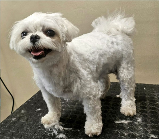 Fotogalerie Věra - Psí salon Merlin