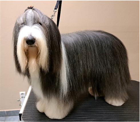 Fotogalerie Soňa - Psí salon Merlin