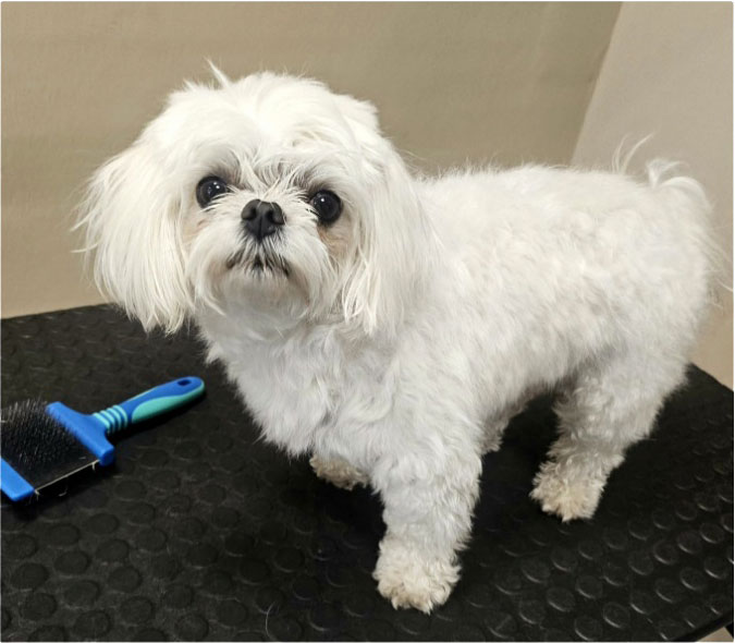 Fotogalerie Věra - Psí salon Merlin