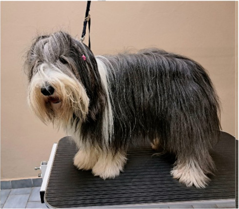 Fotogalerie Soňa - Psí salon Merlin