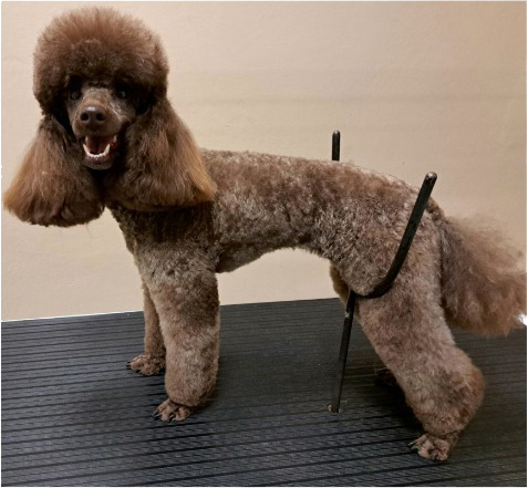 Fotogalerie Soňa - Psí salon Merlin