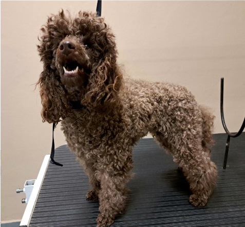 Fotogalerie Soňa - Psí salon Merlin