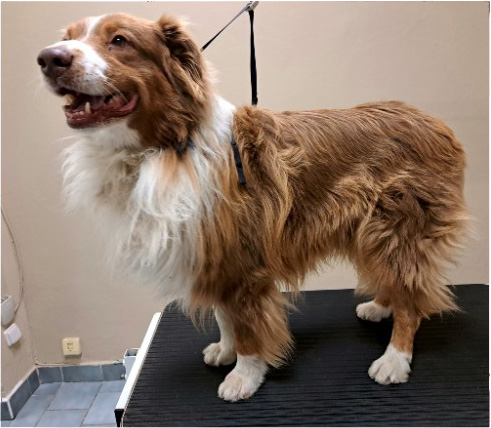 Fotogalerie Soňa - Psí salon Merlin