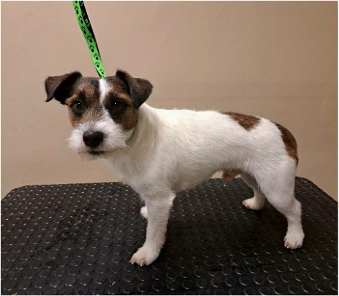 Fotogalerie Soňa - Psí salon Merlin