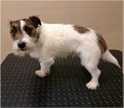 Fotogalerie Soňa - Psí salon Merlin