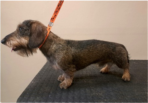 Fotogalerie Soňa - Psí salon Merlin