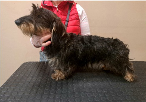 Fotogalerie Soňa - Psí salon Merlin