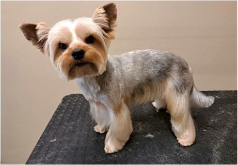 Fotogalerie Soňa - Psí salon Merlin