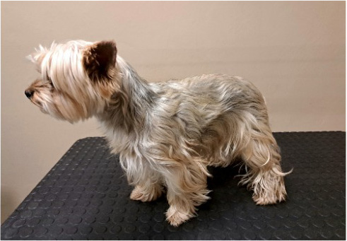 Fotogalerie Soňa - Psí salon Merlin