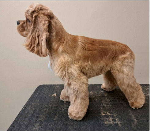 Fotogalerie Soňa - Psí salon Merlin