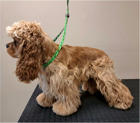 Fotogalerie Soňa - Psí salon Merlin