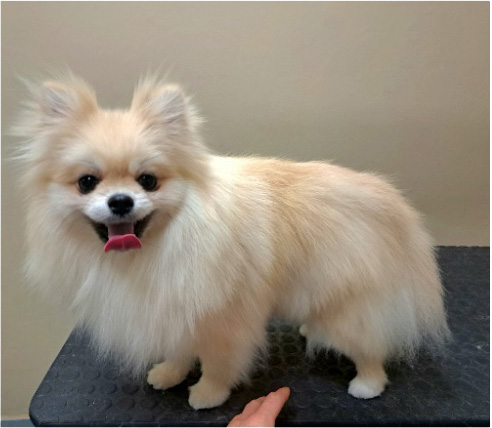 Fotogalerie Soňa - Psí salon Merlin