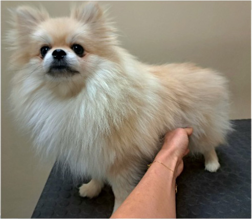 Fotogalerie Soňa - Psí salon Merlin