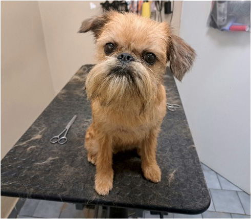 Fotogalerie Soňa - Psí salon Merlin