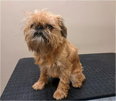 Fotogalerie Soňa - Psí salon Merlin