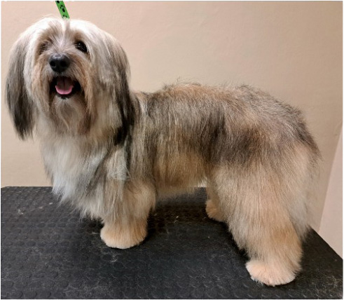 Fotogalerie Soňa - Psí salon Merlin