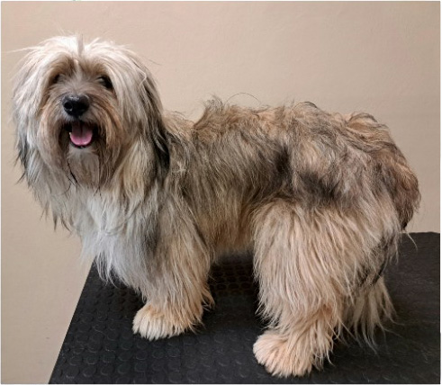 Fotogalerie Soňa - Psí salon Merlin