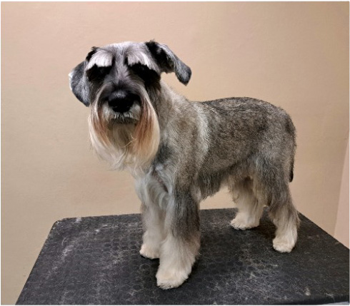 Fotogalerie Soňa - Psí salon Merlin