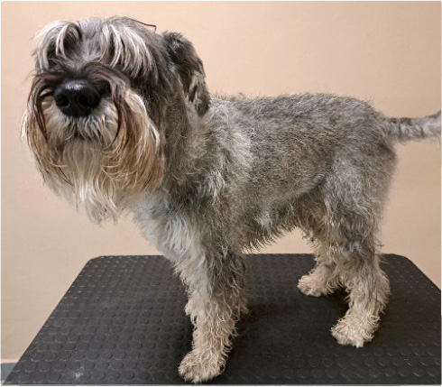 Fotogalerie Soňa - Psí salon Merlin