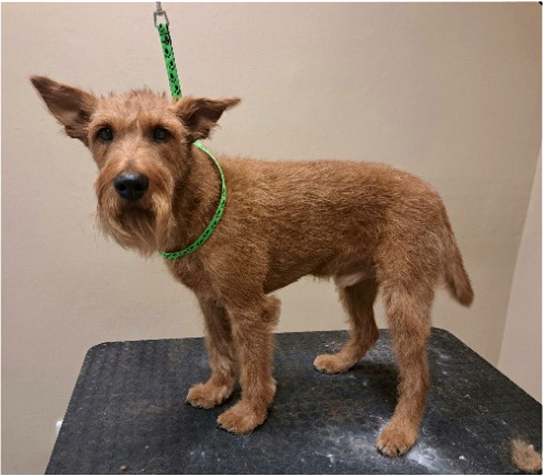 Fotogalerie Soňa - Psí salon Merlin