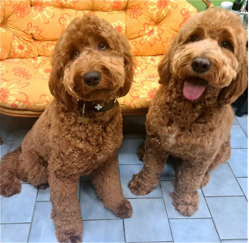 Fotogalerie Soňa - Psí salon Merlin