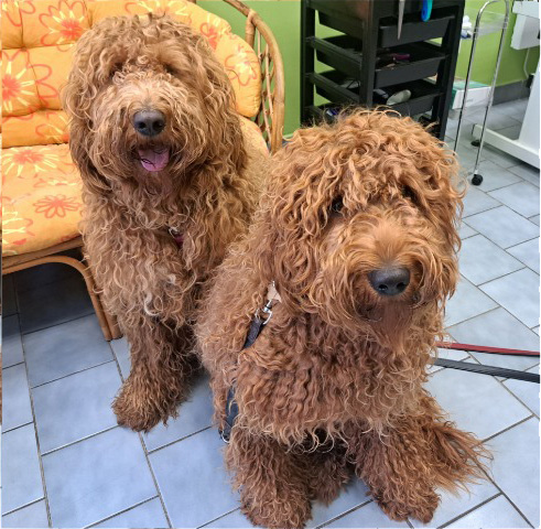 Fotogalerie Soňa - Psí salon Merlin