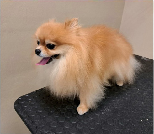 Fotogalerie Soňa - Psí salon Merlin