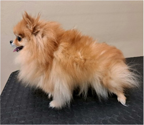 Fotogalerie Soňa - Psí salon Merlin