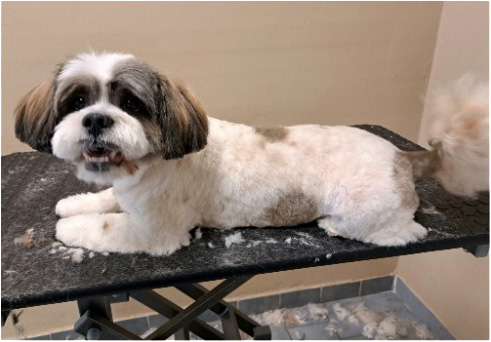 Fotogalerie Soňa - Psí salon Merlin