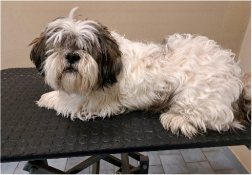 Fotogalerie Soňa - Psí salon Merlin