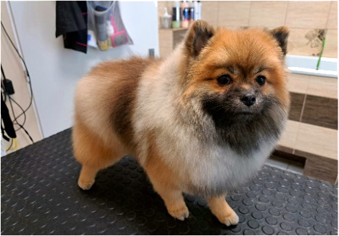 Fotogalerie Soňa - Psí salon Merlin