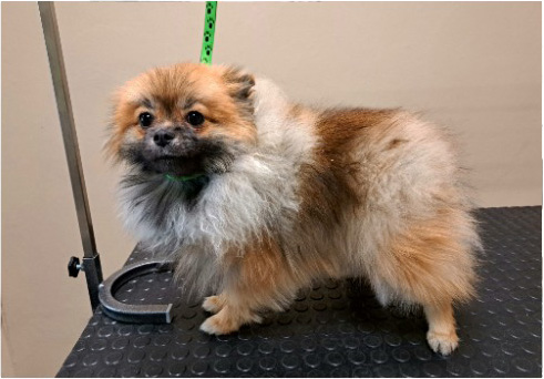 Fotogalerie Soňa - Psí salon Merlin