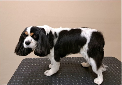 Fotogalerie Soňa - Psí salon Merlin