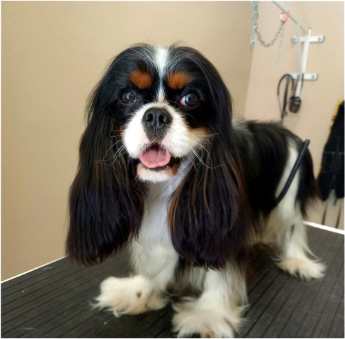 Fotogalerie Soňa - Psí salon Merlin