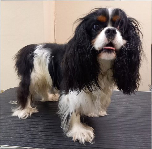 Fotogalerie Soňa - Psí salon Merlin