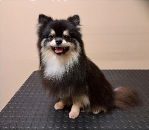 Fotogalerie Soňa - Psí salon Merlin