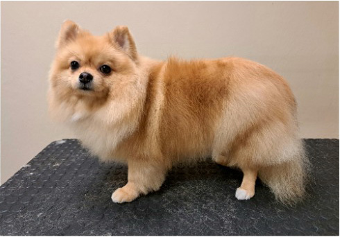 Fotogalerie Soňa - Psí salon Merlin