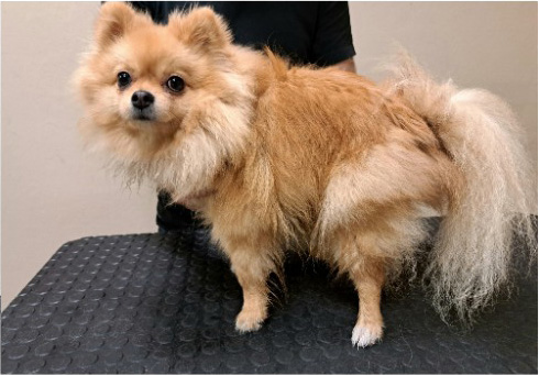 Fotogalerie Soňa - Psí salon Merlin