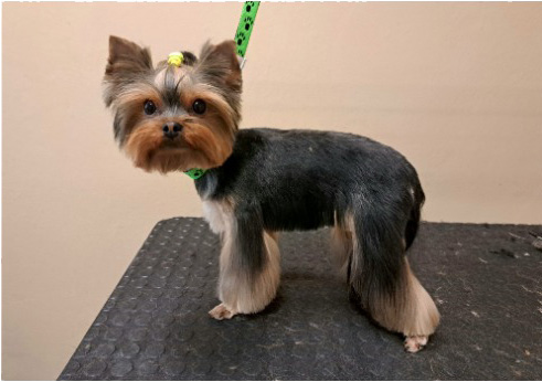 Fotogalerie Soňa - Psí salon Merlin