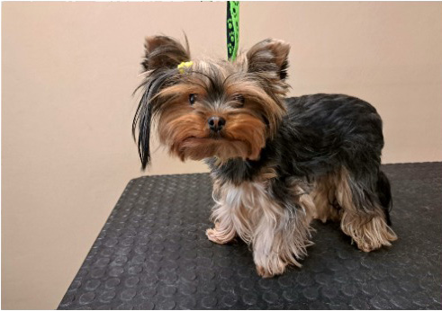 Fotogalerie Soňa - Psí salon Merlin