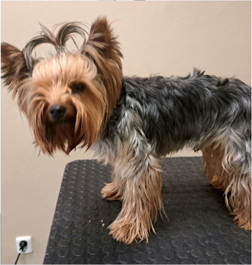 Fotogalerie Soňa - Psí salon Merlin