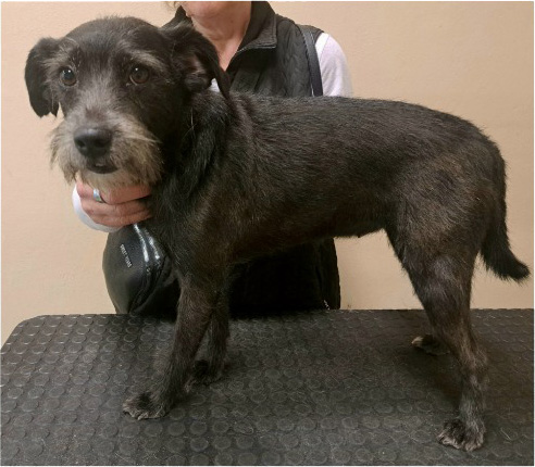 Fotogalerie Soňa - Psí salon Merlin