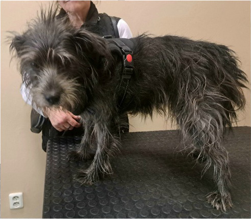 Fotogalerie Soňa - Psí salon Merlin