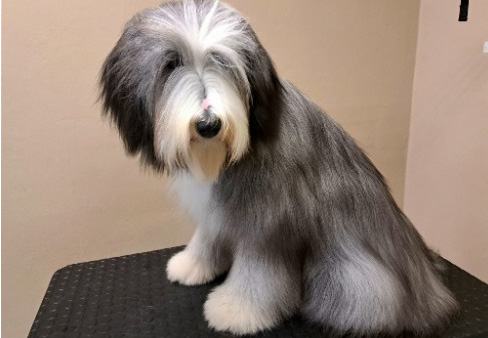 Fotogalerie Soňa - Psí salon Merlin