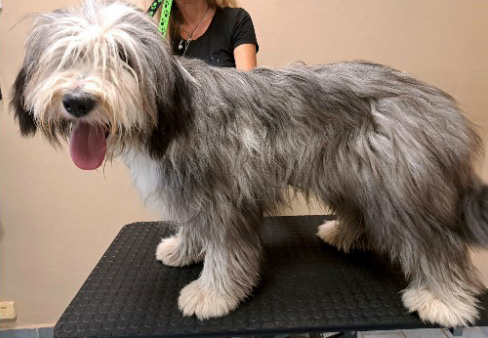 Fotogalerie Soňa - Psí salon Merlin