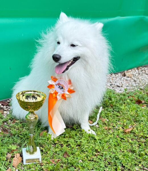 Fotogalerie Soňa - Psí salon Merlin