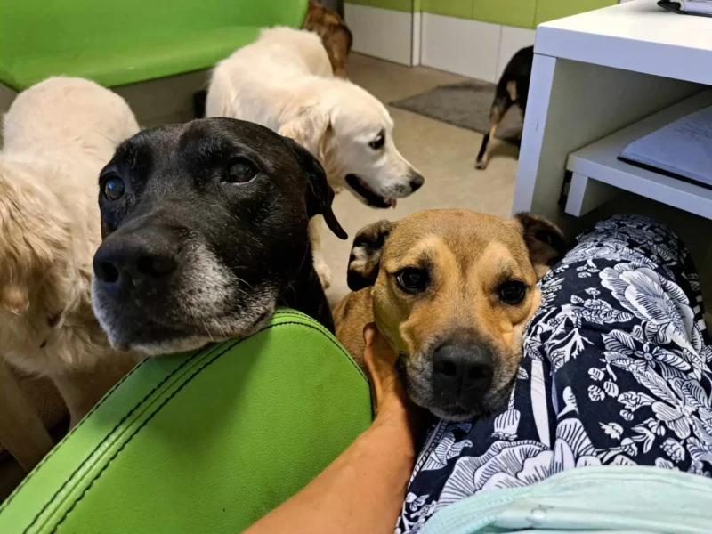 Hlídání psů - Psí salon Merlin